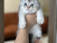 Ayı Surat Scottish Fold Yavrum