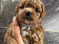 Poodle sevgililer gününe özel kampanya