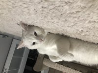 British shorthair beyaz 18 aylık