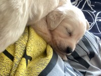 Dört aylık golden retriever