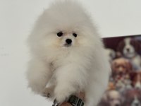 Ankarada ziyarete açık pomeranian yavrular