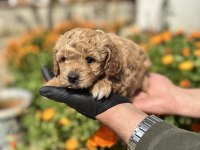 Orjinal Maltipoo Yavrular Sakarya