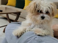 MÜKEMMEL MALTİPOO