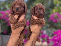 Red Brown Toy Poodle Yavrularımız