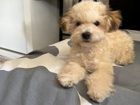 Saf kan Maltipoo yavru
