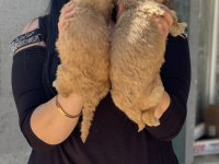 Ufacık toy poodle yavrularım