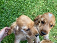 Safkan Cocker Köpekler