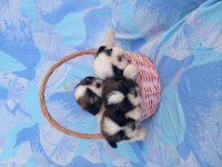 Shih tzu 3 erkek 1 dişi bebekler