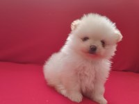Pomeranian boo yavrularımız