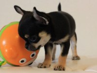 Chihuahua bebekler