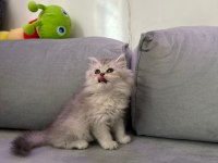 British longhair silver