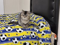 MİNİK KEDİLERE GÜZEL AİLE ARIYORUZ
