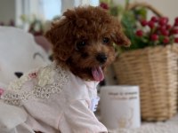 Kore Poodle