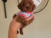 Evin Neşesi Poodle Bebeklerimiz