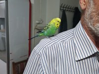 Konuşan MUHABBET Kuşu