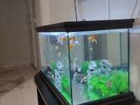 Komple verilecek akvaryum isteyen ulaşsın