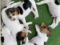 SAFKAN BEAGLE YAVRULARI