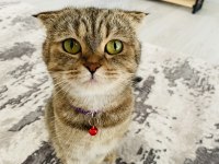 Scottish fold dişi kedimiz nadir tüy rengine sahip