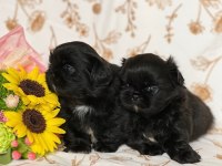 Black korekani maltipoo uygun