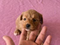 Maltipoo bebek köpeklerimiz