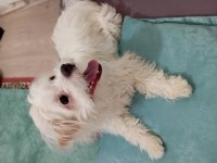 Maltese 8 aylık erkek