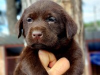 Labrador yavruler