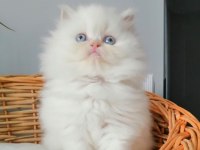 Muhteşem Chinchilla Güzellik Yavrum