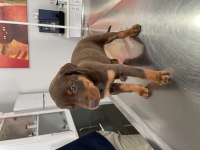 DOBERMAN YAVRULAR