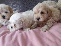 Kore kan maltipoo bebekler