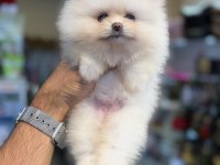 Ukrayna doğumlu Pomeranian yavrular