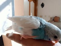 Ele alıştırmalık muhabbet kuşu yavruları