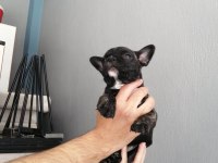 French bulldog 2 aylık bebekler