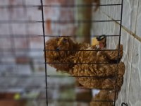 toy poodle red brown