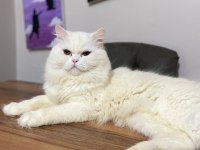 Ücretsiz British Longhair Sahiplendirme