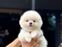 Karbeyaz Pomeranian Boo