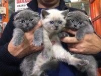 Blue point british shorthair bebekler