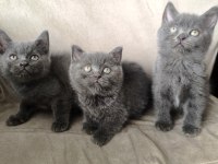 British Shorthair Yavrularım
