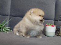 Teddy bear boo yavrular taksitle heryere gönderilir 