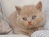 Bebek Surat Lilac British Shorthair 
