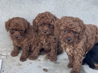 RED BROWN TOY POODLE