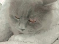 British longhair kedimizi çok uyguna vereceğiz acil