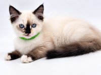 YAVRU RAGDOLL KEDİLERİ