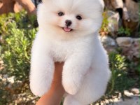Orjinal Pomeranian Boo yavrumuz moi