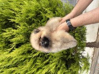 Minik ayıcık erkek pomeranian bebeklerimiz