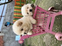 Chow chow Yavrularımız