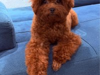 PREMIUM KOREA TEACUP TOY POODLE YAVRULARIMIZ