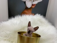 sphynx sfenks tüysüz dişi erkek yavru
