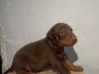KIZIL DOBERMAN BEBEKLER