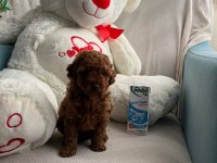 Kendi kızımın yavruları orjinal Red Poodle Yer Antalya