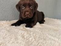 Labrador Bebeklerimiz